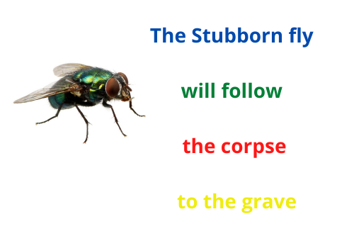 the stubborn fly will follow the corpse to the grave